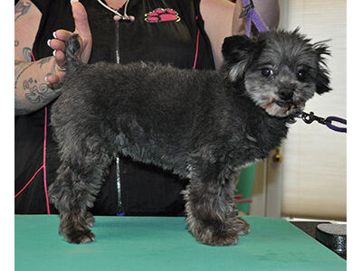 How to Learn the Asian Fusion Pet Grooming Technique